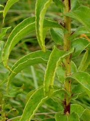 Helichrysum transmontanum