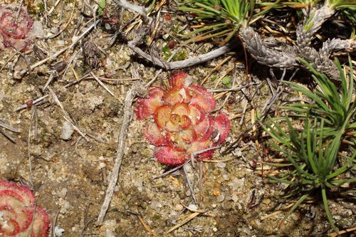 Image of Drosera zonaria by (c) Em Lamond, some rights reserved (CC BY)