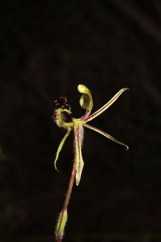 Image of Caladenia barbarossa by (c) Em Lamond, some rights reserved (CC BY)