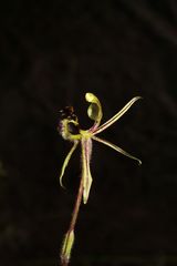 Caladenia barbarossa