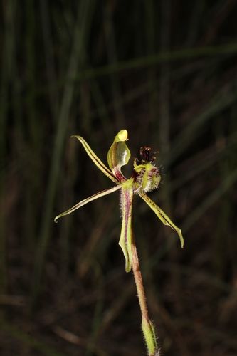 Image of Caladenia barbarossa by (c) Em Lamond, some rights reserved (CC BY)