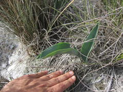 Eriospermum lanceifolium