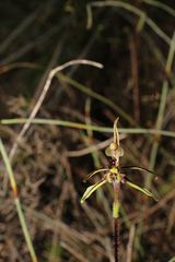 Caladenia barbarossa