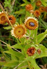 Helichrysum transmontanum