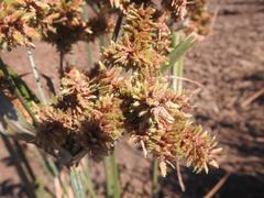 Cyperus alopecuroides