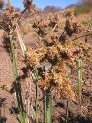 Cyperus alopecuroides