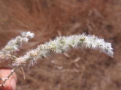 Cyphocarpa angustifolia