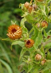 Helichrysum transmontanum