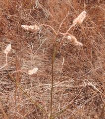 Cyphocarpa angustifolia