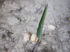 Eriospermum lanceifolium