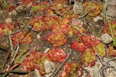 Drosera zonaria