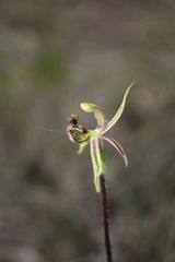 Caladenia barbarossa