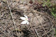 Caladenia saccharata