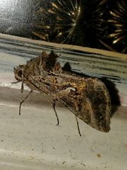 Ctenoplusia limbirena