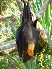 Pteropus vampyrus