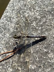 Orthetrum cancellatum