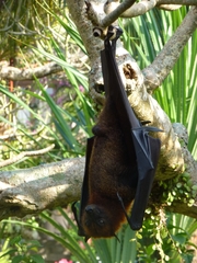 Pteropus vampyrus