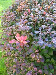 Berberis thunbergii