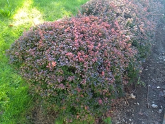 Berberis thunbergii