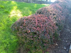 Berberis thunbergii
