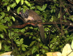 Arctogalidia trivirgata