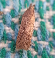 Helcystogramma triannulella