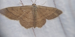 Scopula ochraceata
