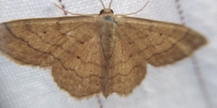 Scopula ochraceata