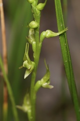 Prasophyllum gracile