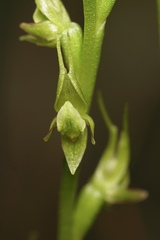 Prasophyllum gracile