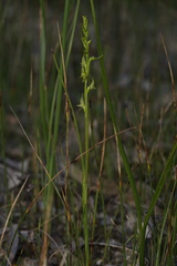 Prasophyllum gracile