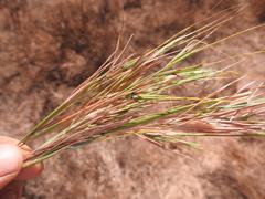 Hyperthelia dissoluta