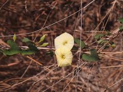 Ipomoea obscura obscura