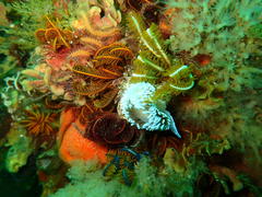 Janolidae