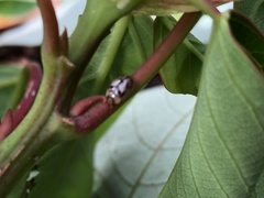 Peltoschema hamadryas