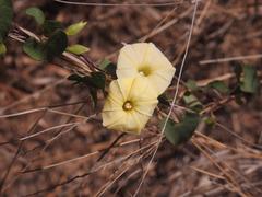 Ipomoea obscura obscura