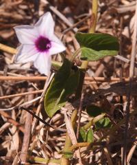 Ipomoea sinensis blepharosepala