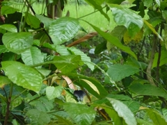 Papilio memnon