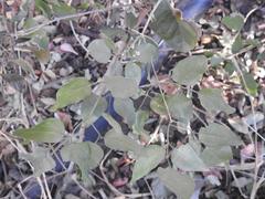 Jasminum multipartitum