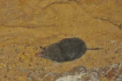 Cryptotis parvus