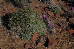 Monechma spartioides