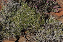 Monechma spartioides