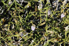 Monechma spartioides