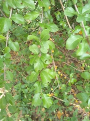 Canthium coromandelicum