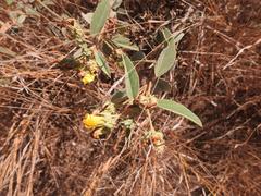 Melhania forbesii