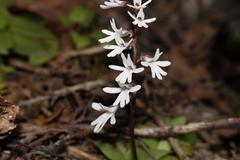 Holothrix parviflora