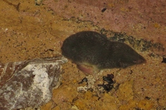 Cryptotis parvus