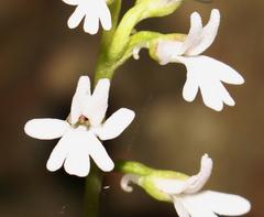 Holothrix parviflora