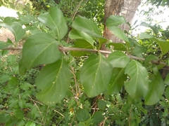 Canthium coromandelicum