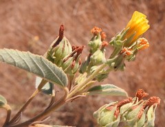 Melhania forbesii